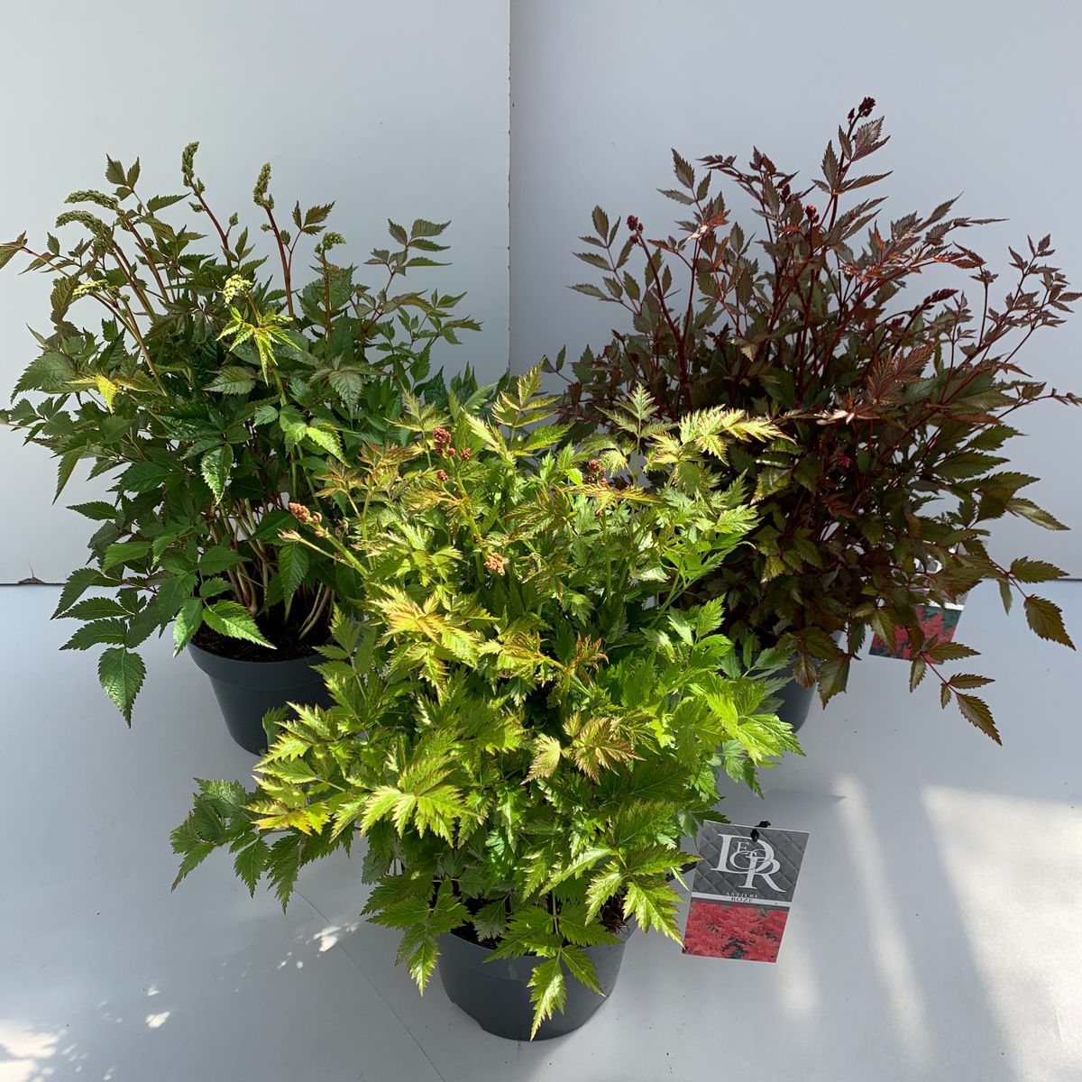 Astilbe MIX — Plant Wholesale FlorAccess