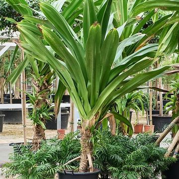 Pandanus dubius