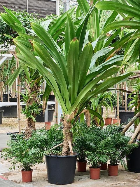 Pandanus dubius