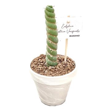 Eulychnia castanea 'Spiralis'