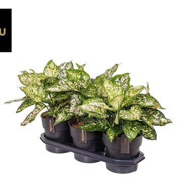 Aglaonema White Surprise