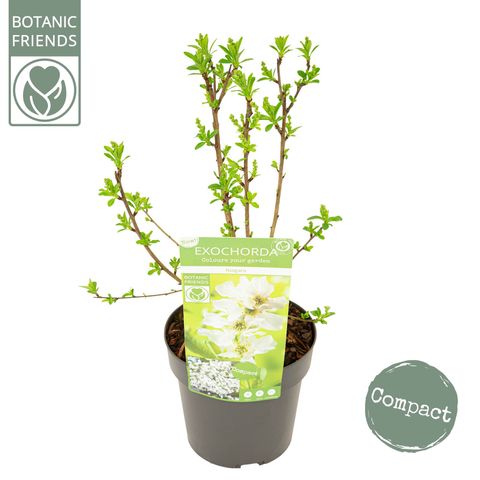 Exochorda racemosa 'Niagara'