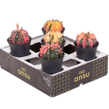 Gymnocalycium mihanovichii 'Variegata'