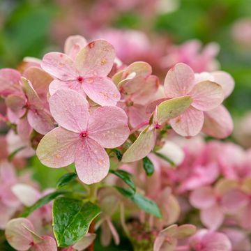 Hydrangea paniculata SWITCH OPHELIA