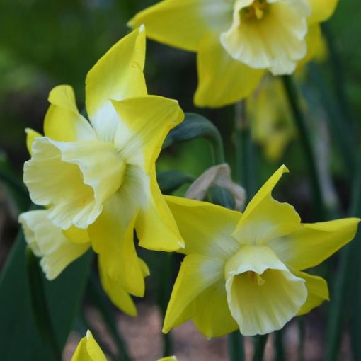 Narcissus Hillstar – Plant Wholesale FlorAccess