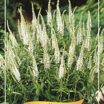 Veronica spicata 'Alba'