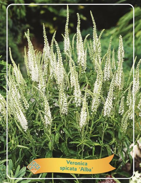 Veronica spicata 'Alba'