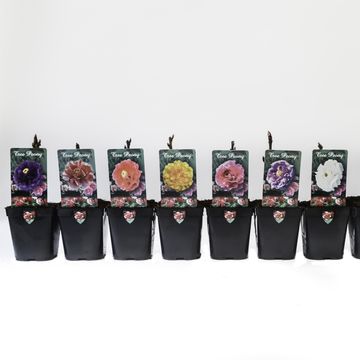 Paeonia suffruticosa MIX