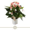 Anthurium MYSTIQUE