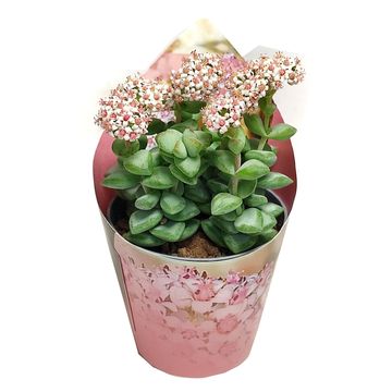 Crassula rupestris