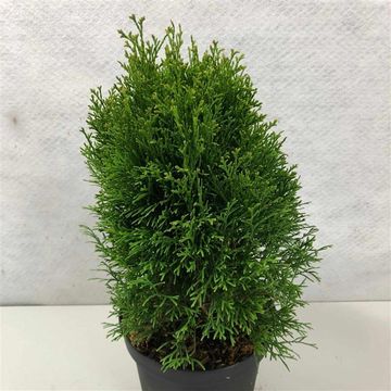 Thuja occidentalis 'Krasnal'