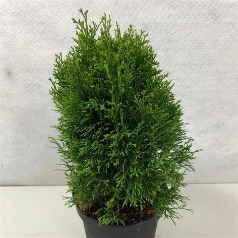 Thuja occidentalis 'Krasnal'