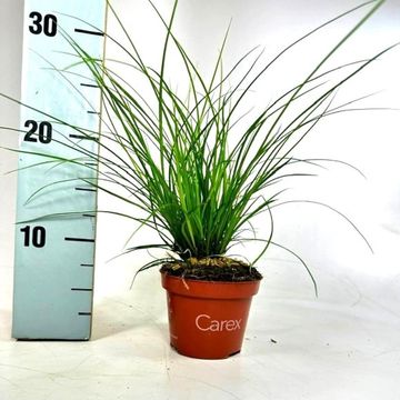Carex brunnea