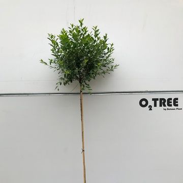 Prunus x eminens 'Umbraculifera'