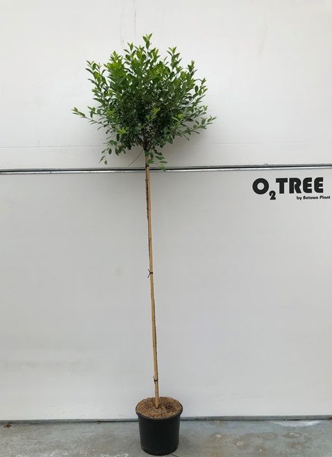 Prunus x eminens 'Umbraculifera'