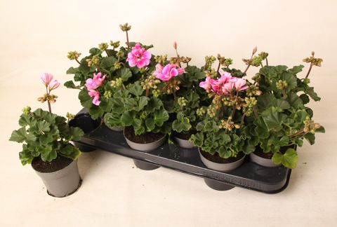 Pelargonium TOSCANA LINUS