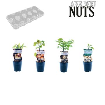 Nut plants MIX