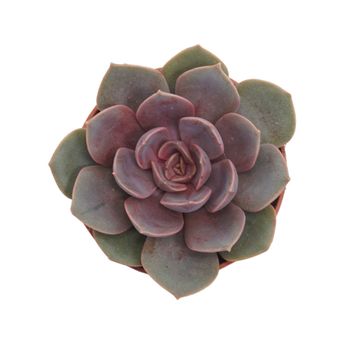Echeveria 'Mina'