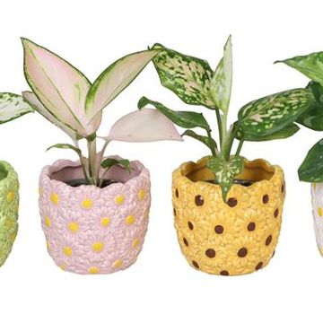 Aglaonema MIX