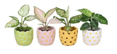 Aglaonema MIX