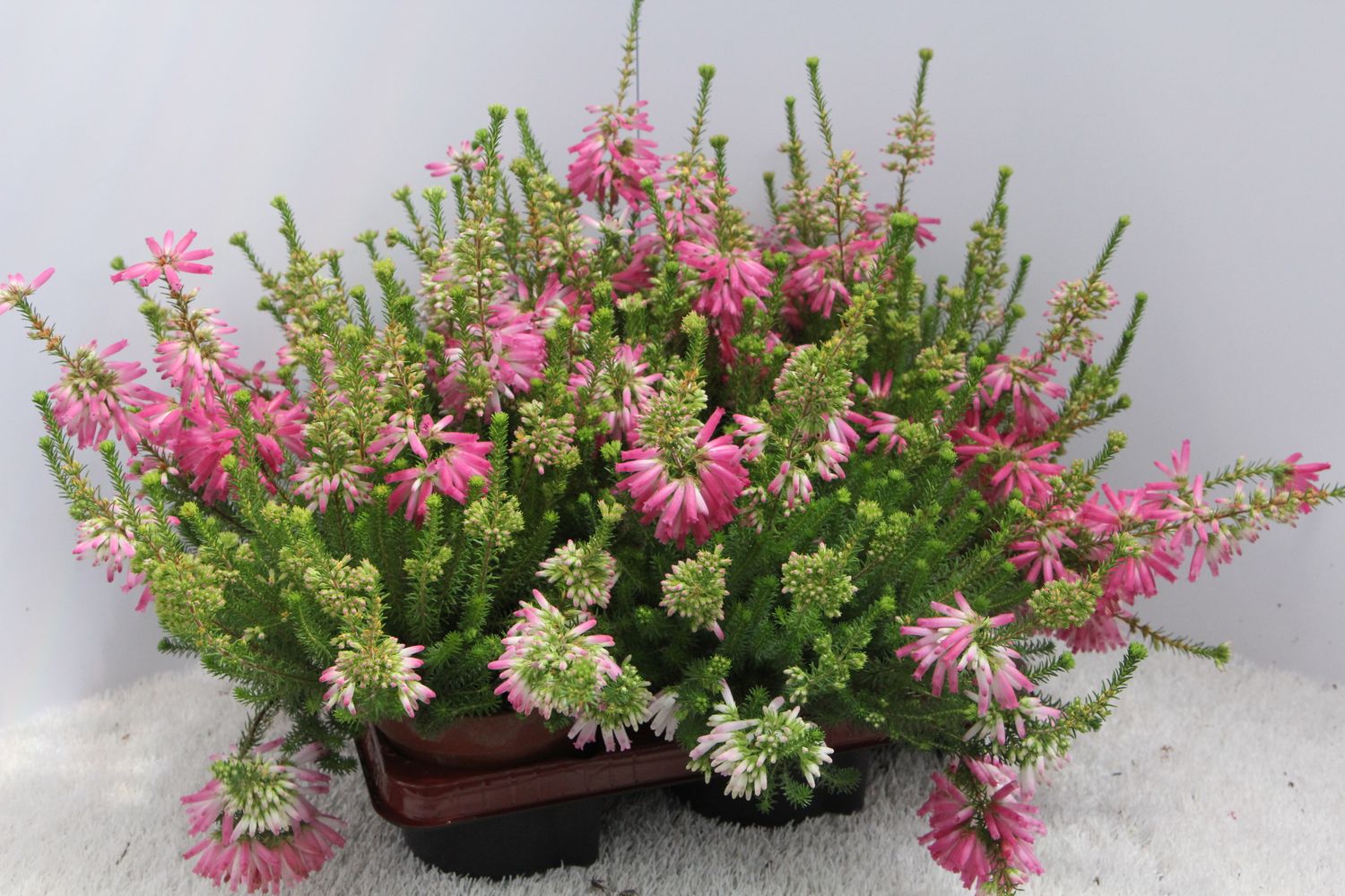 Erica verticillata  Plant Wholesale FlorAccess