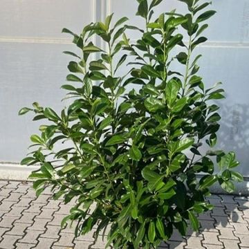 Prunus laurocerasus 'Rotundifolia'