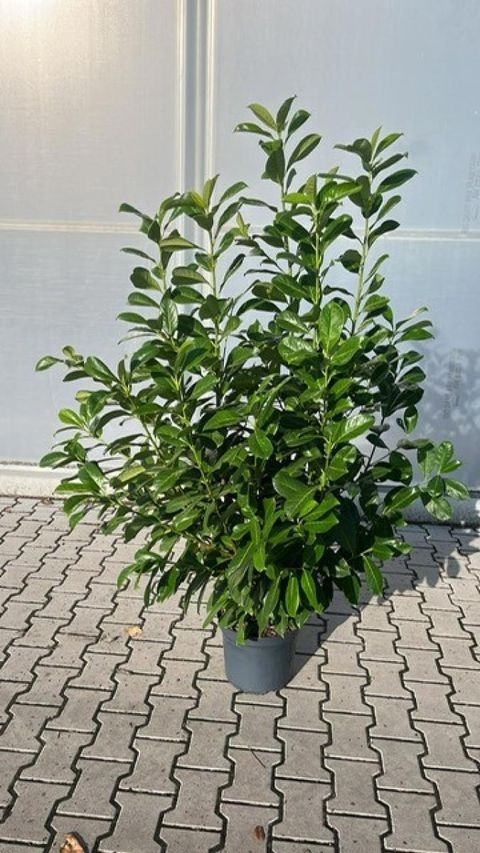 Prunus laurocerasus 'Rotundifolia'