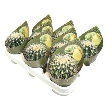 Echinocactus grusonii