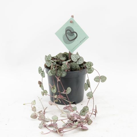 Ceropegia woodii