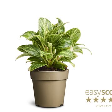 Filodendro 'Peridot'