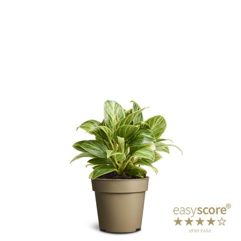 Filodendro 'Peridot'