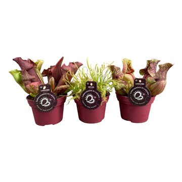 Carnivorous plants MIX