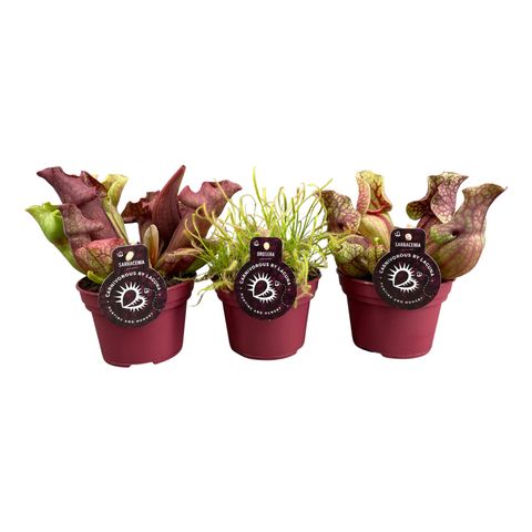 Carnivorous plants MIX