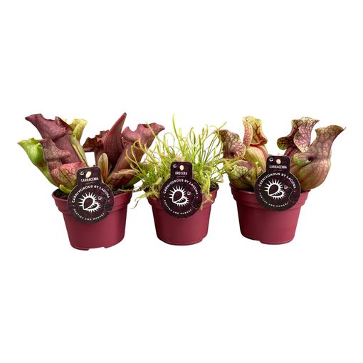 Carnivorous plants MIX