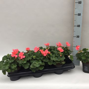 Pelargonium TOSCANA LISA