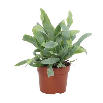 Phlebodium aureum 'Blue Star'