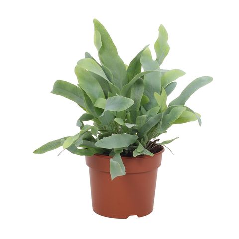 Phlebodium aureum 'Blue Star'