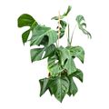 Monstera deliciosa 'Sierrana'