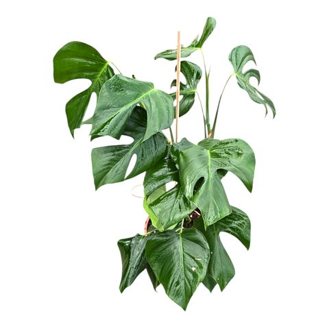 Monstera deliciosa 'Sierrana'