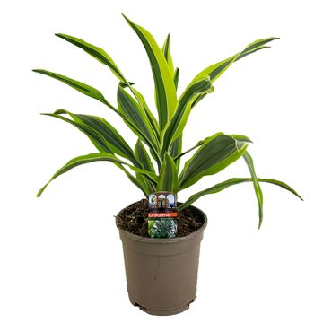 Dracaena fragrans 'Лемон Лайм'