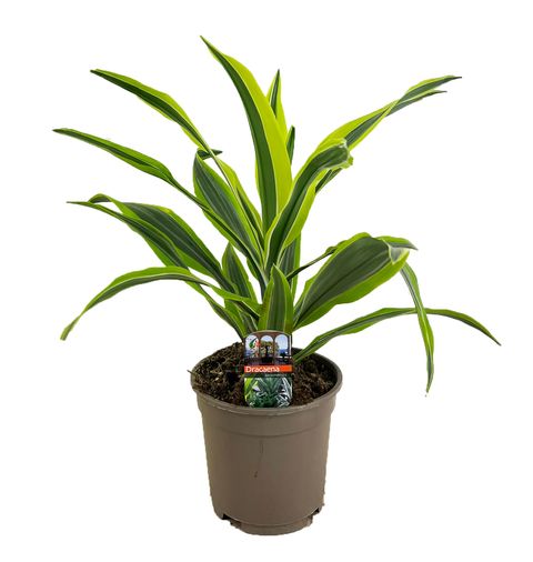 Dracaena fragrans 'Lemon Lime'