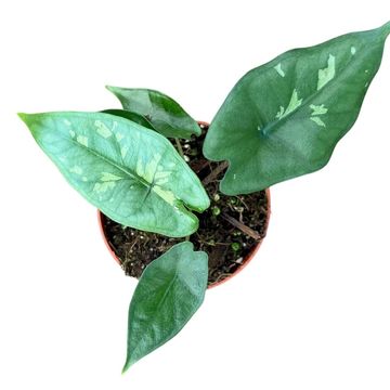 Alocasia boyceana 'Shattered Glass'