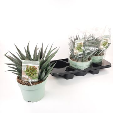 x Mangave 'Pineapple Express'