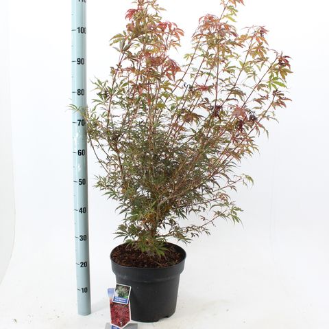 Acer palmatum 'Jerre Schwartz'