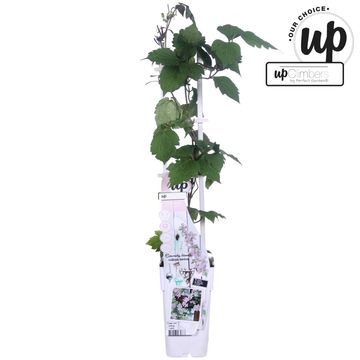 Clematis MONTANA MIX (M)