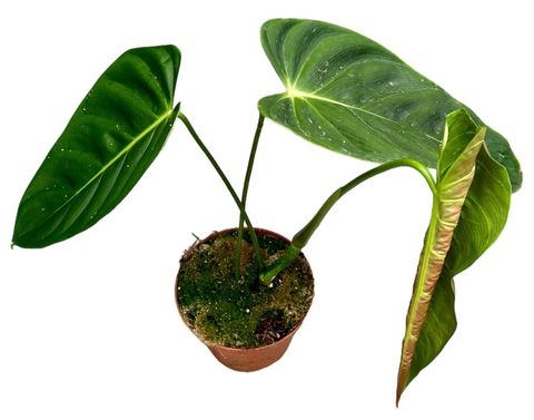 Philodendron esmeraldense