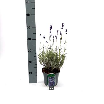 Lavandula angustifolia 'Hidcote'