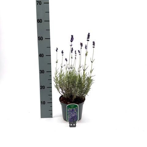 Lavandula angustifolia 'Hidcote'
