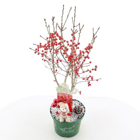 Ilex verticillata 'Jingle Bells'