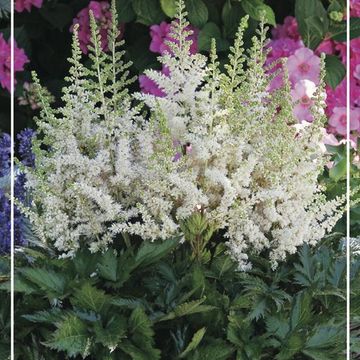 Astilbe chinensis 'Vision in White'